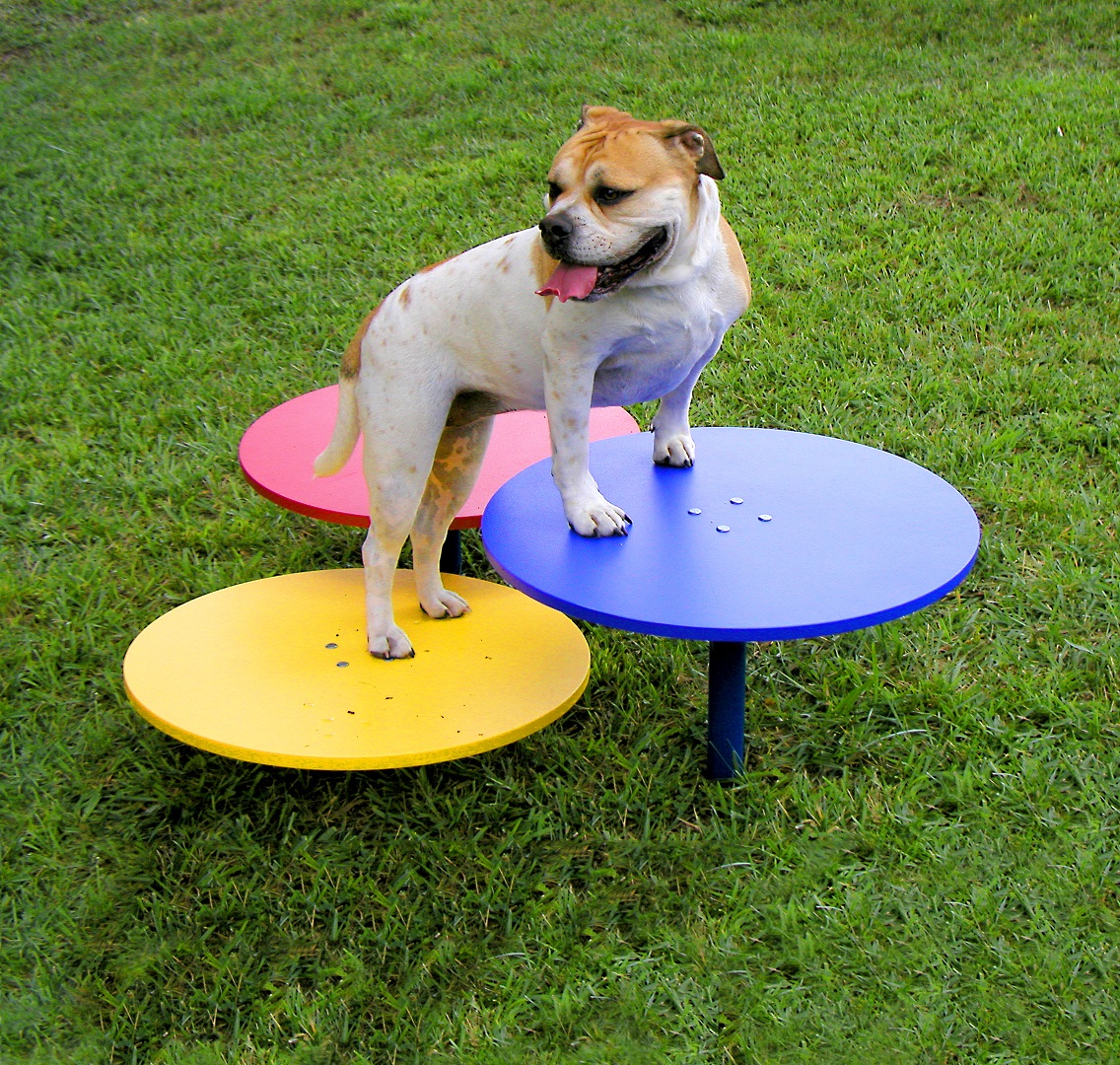 Dog Agility Equipment Dog Agility Training Equipment Dog Agility